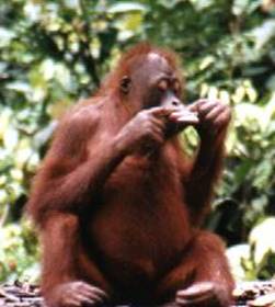 orangutan